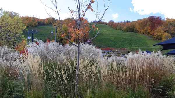 Blue Mountain Private Tour - Image 7